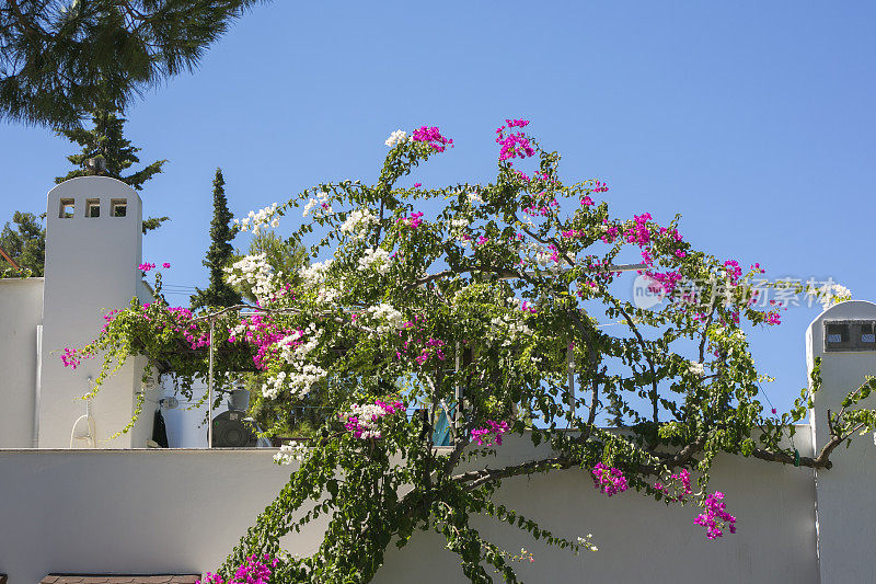 土耳其bodrum mugla夏日小屋的屋顶、烟囱和鲜花